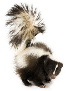 Skunk