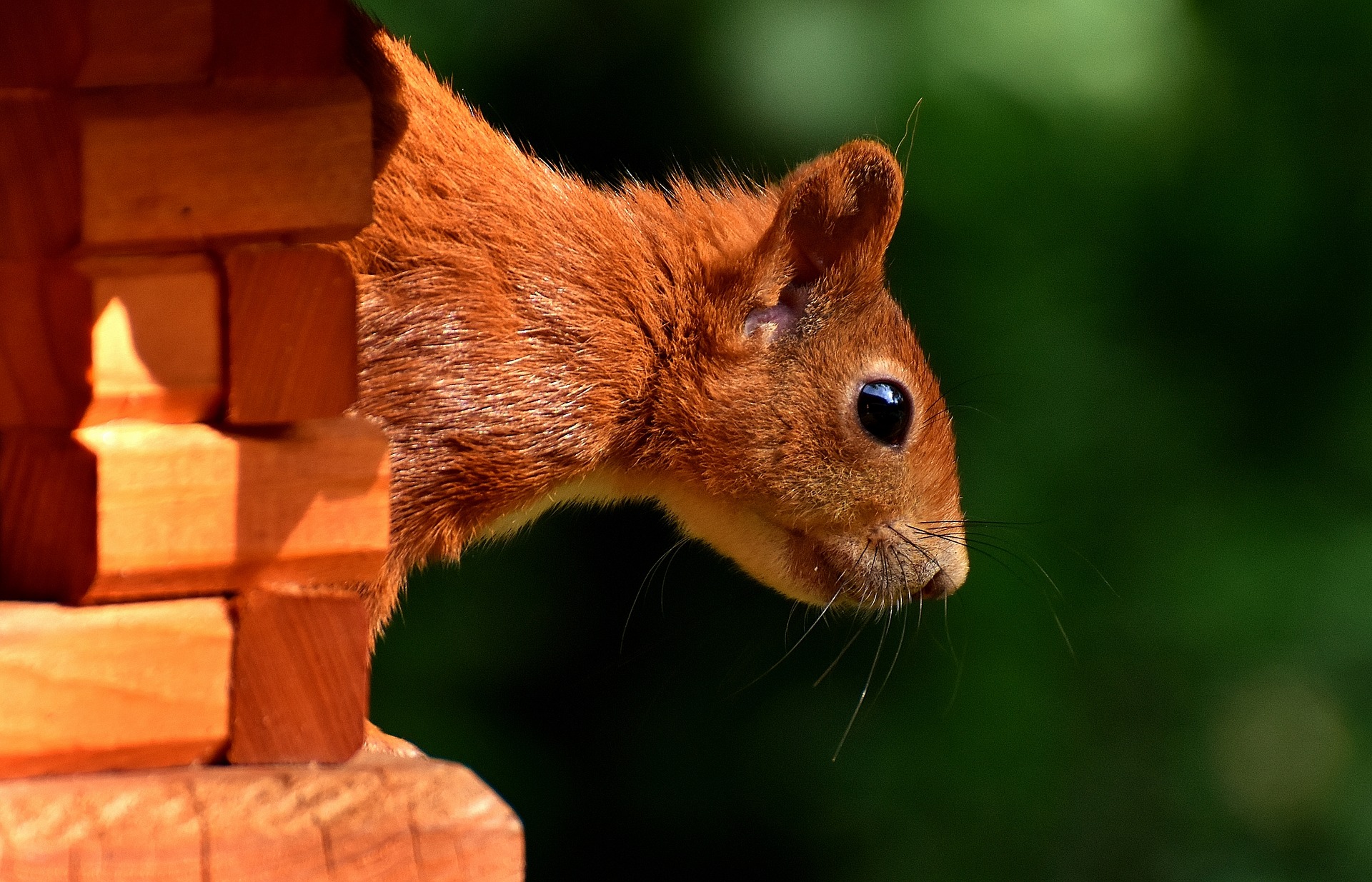 squirrels on the property