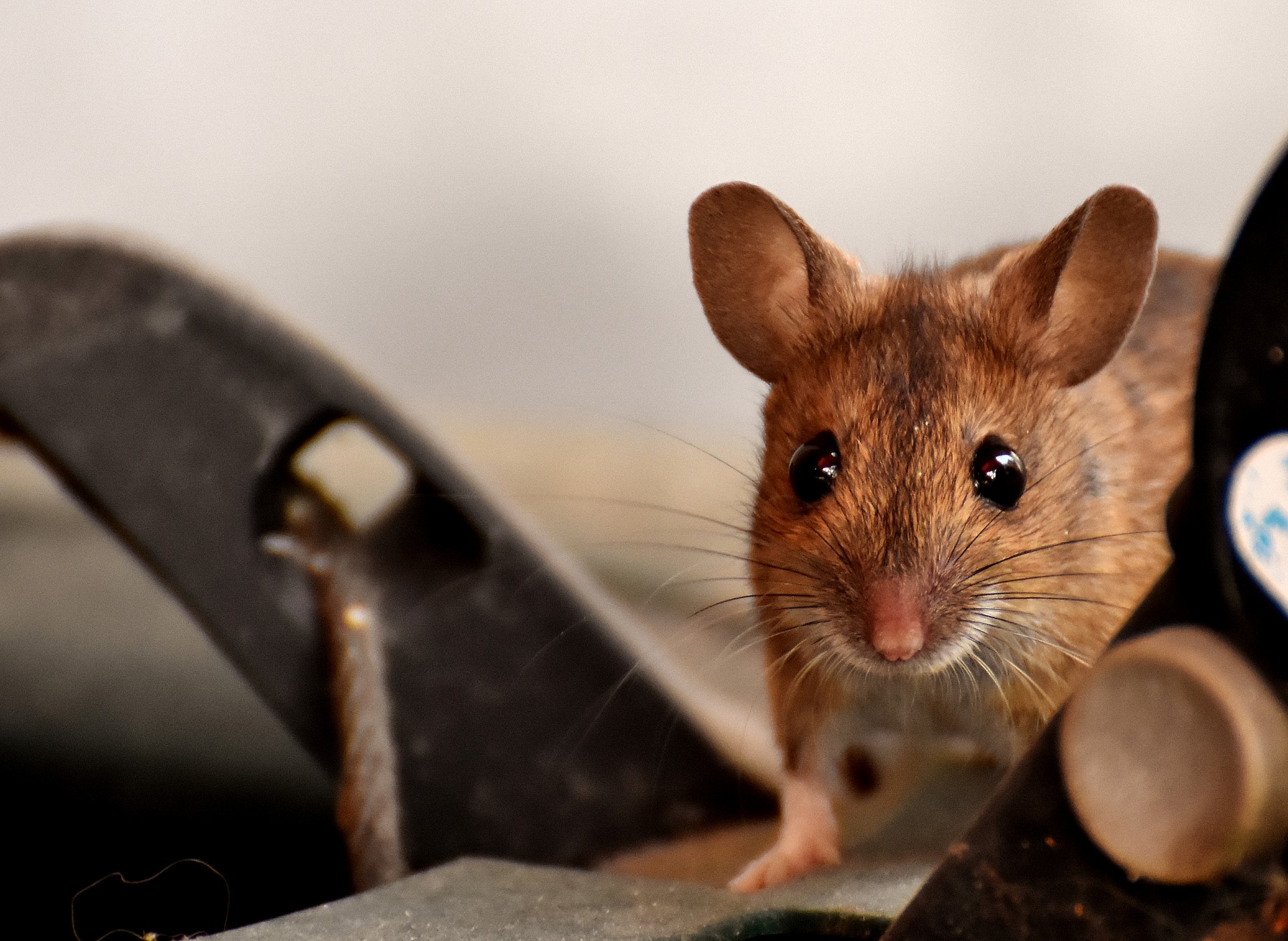 5 Signs You Have Rodents Around Your Home - Raider Wildlife Control