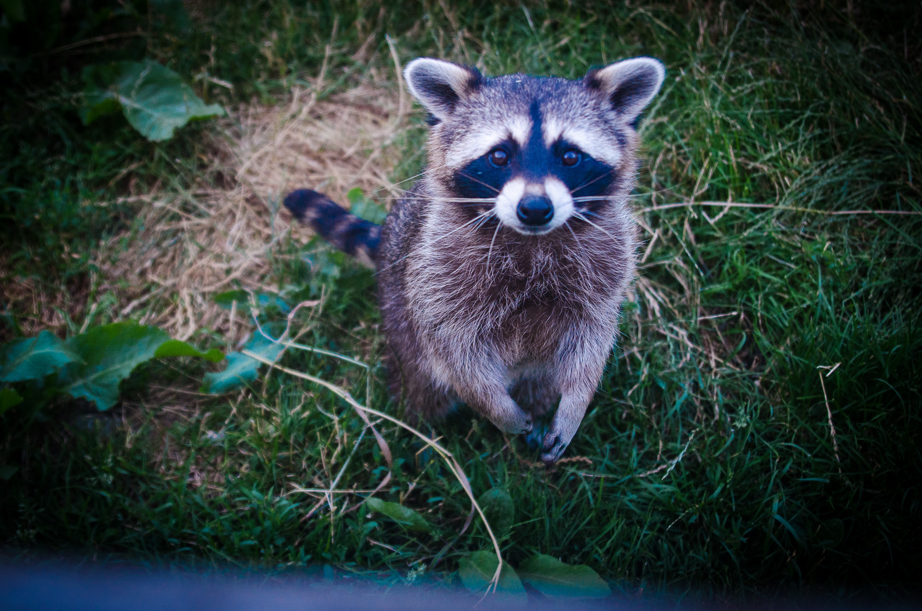 backyard animal raccoon