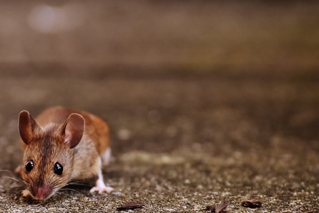 why-are-people-afraid-of-mice-raider-wildlife-control